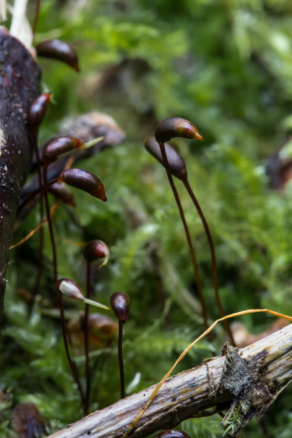 Изображение особи Brachythecium rivulare.