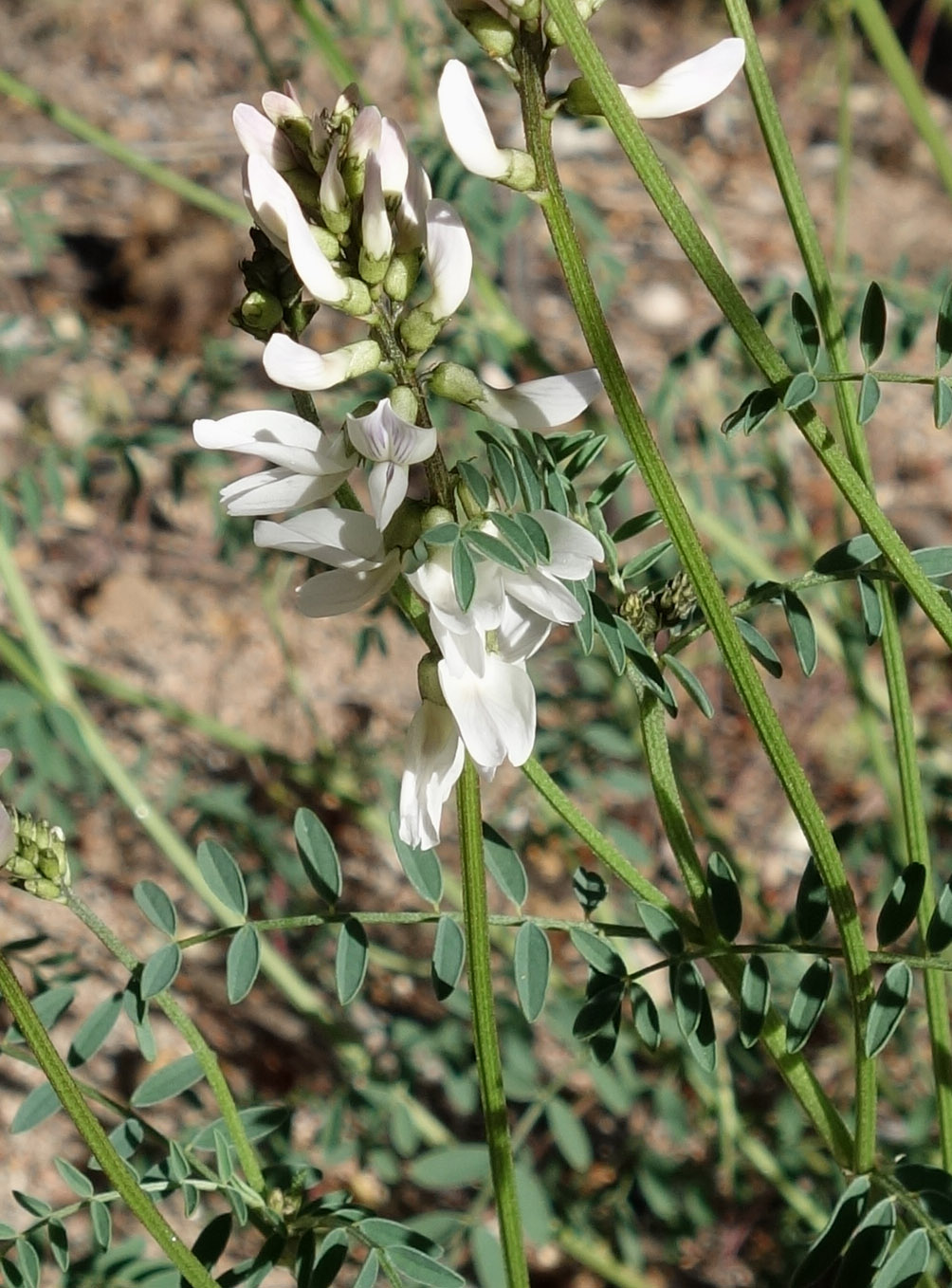 Image of Astragalus pseudomacropterus specimen.