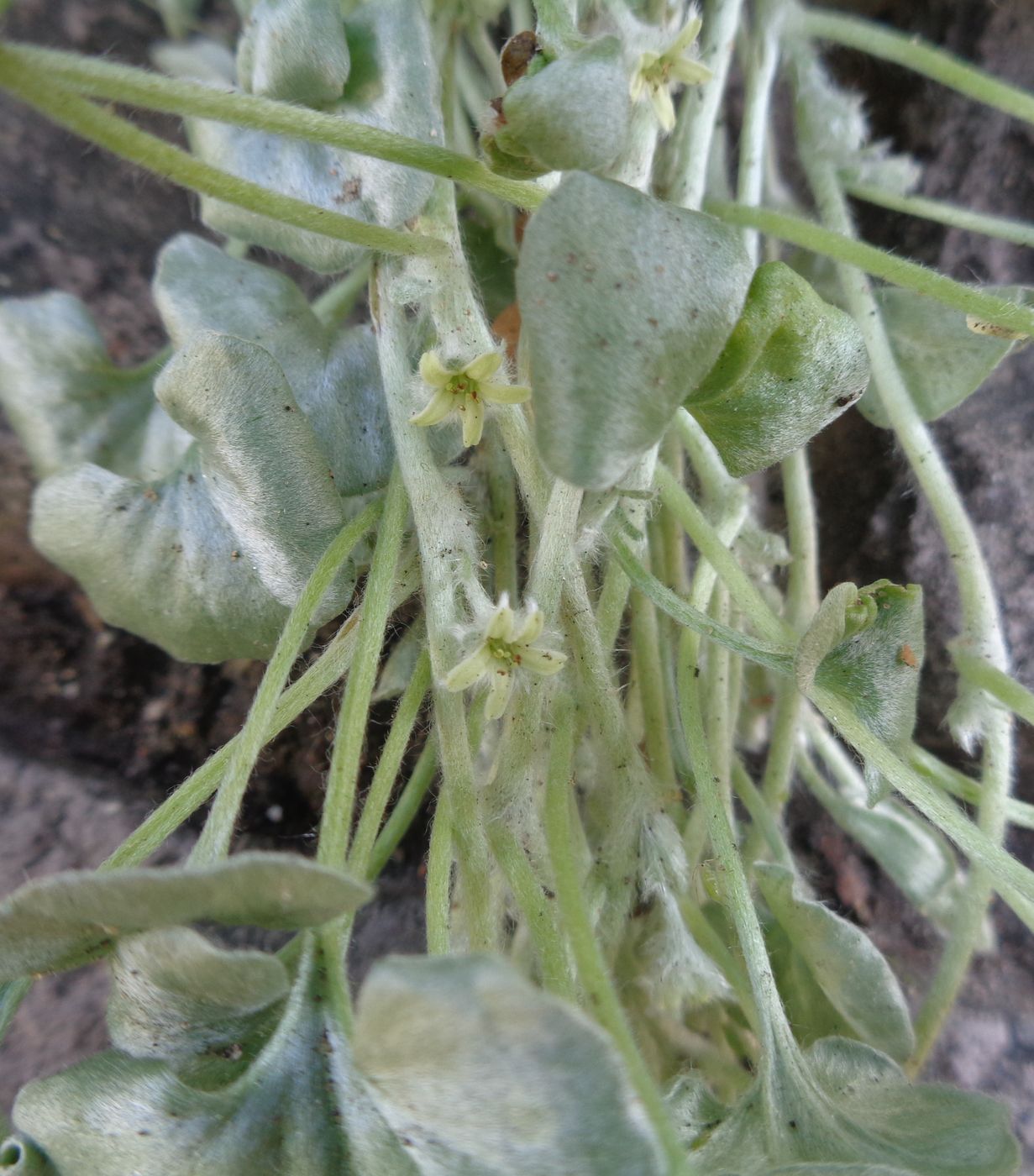 Image of Dichondra argentea specimen.