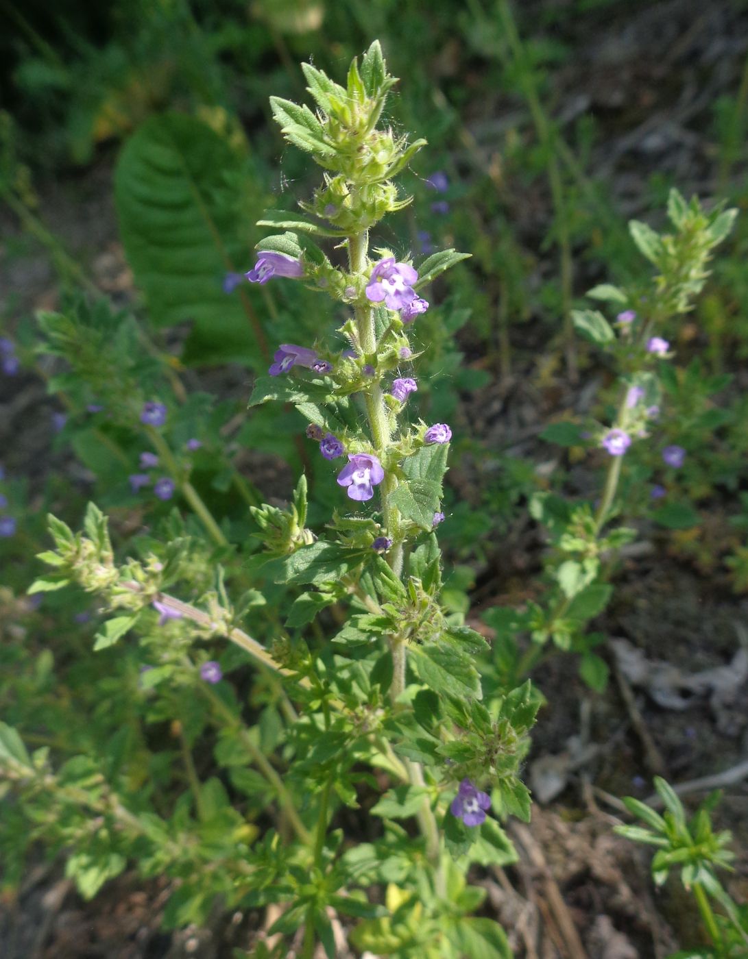 Изображение особи Ziziphora acinos.