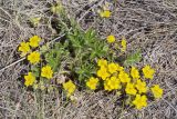 Potentilla humifusa