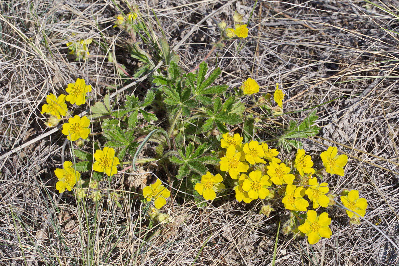 Изображение особи Potentilla humifusa.