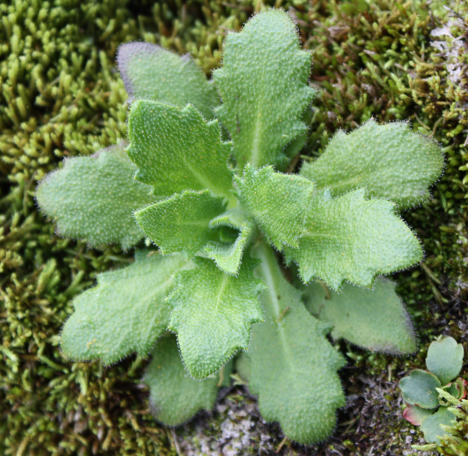 Изображение особи Arabis alpina.