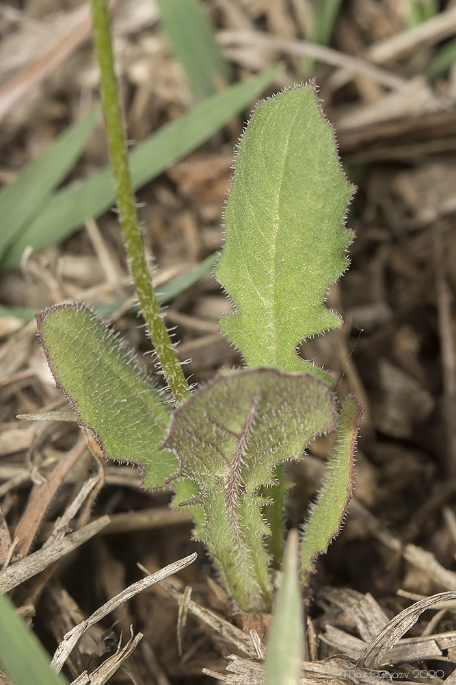 Image of Lagoseris sancta specimen.