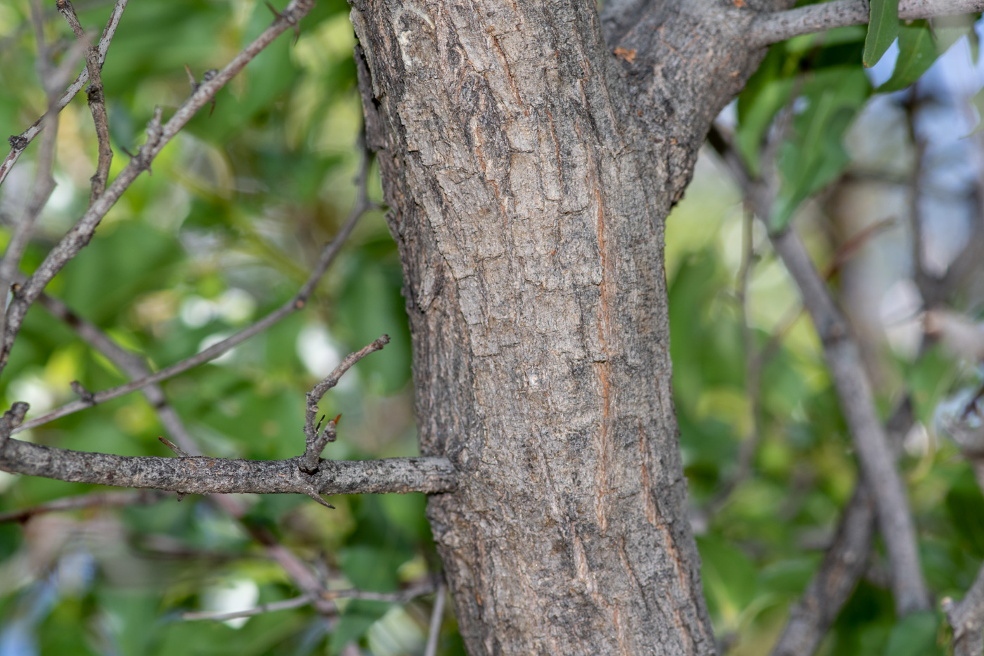 Изображение особи Ziziphus mucronata.