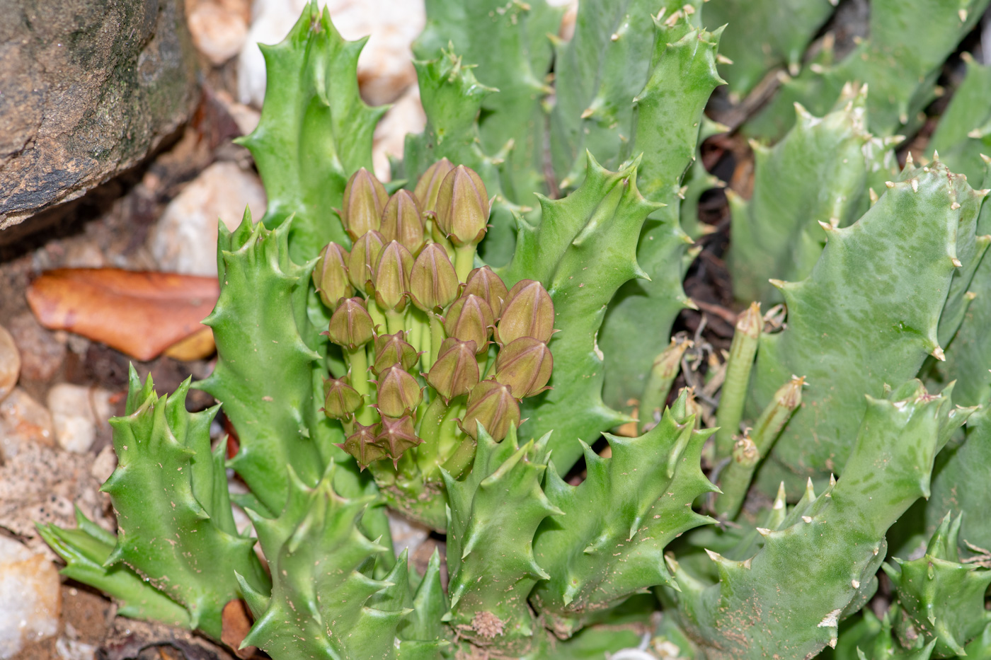 Image of Orbea lutea ssp. vaga specimen.