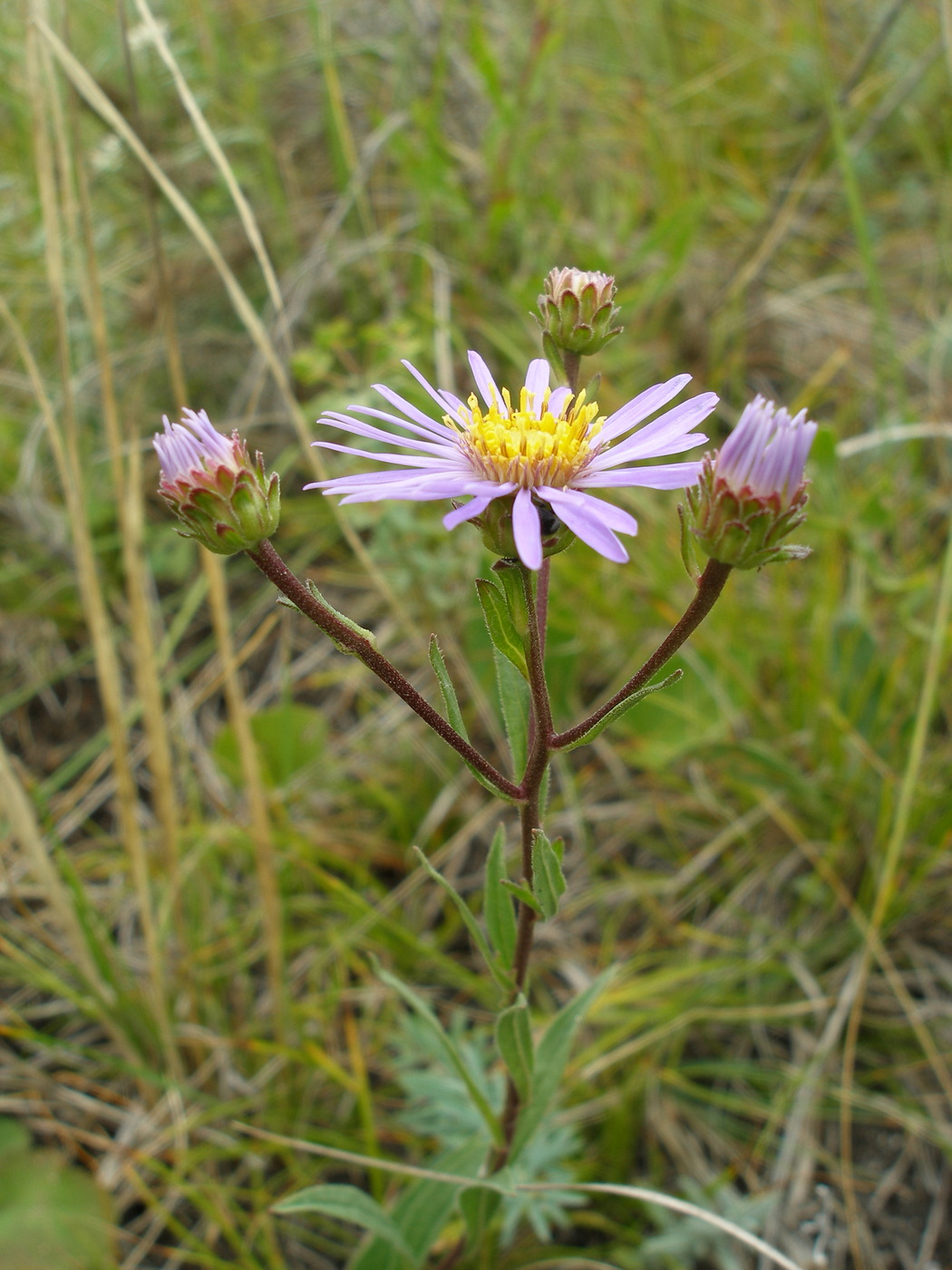 Image of Aster amellus specimen.