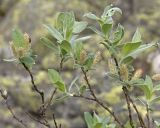 Salix glauca