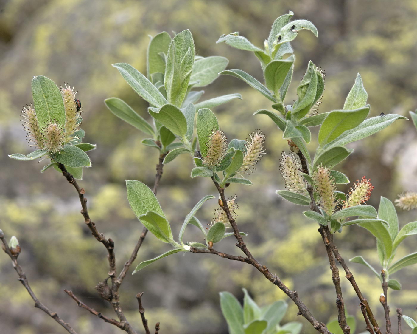 Изображение особи Salix glauca.