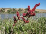 Rumex popovii. Плодоносящее растение. Казахстан, вост. окраина г. Тараз, пойма р. Талас, берег задернованного острова. 18 июня 2020 г.