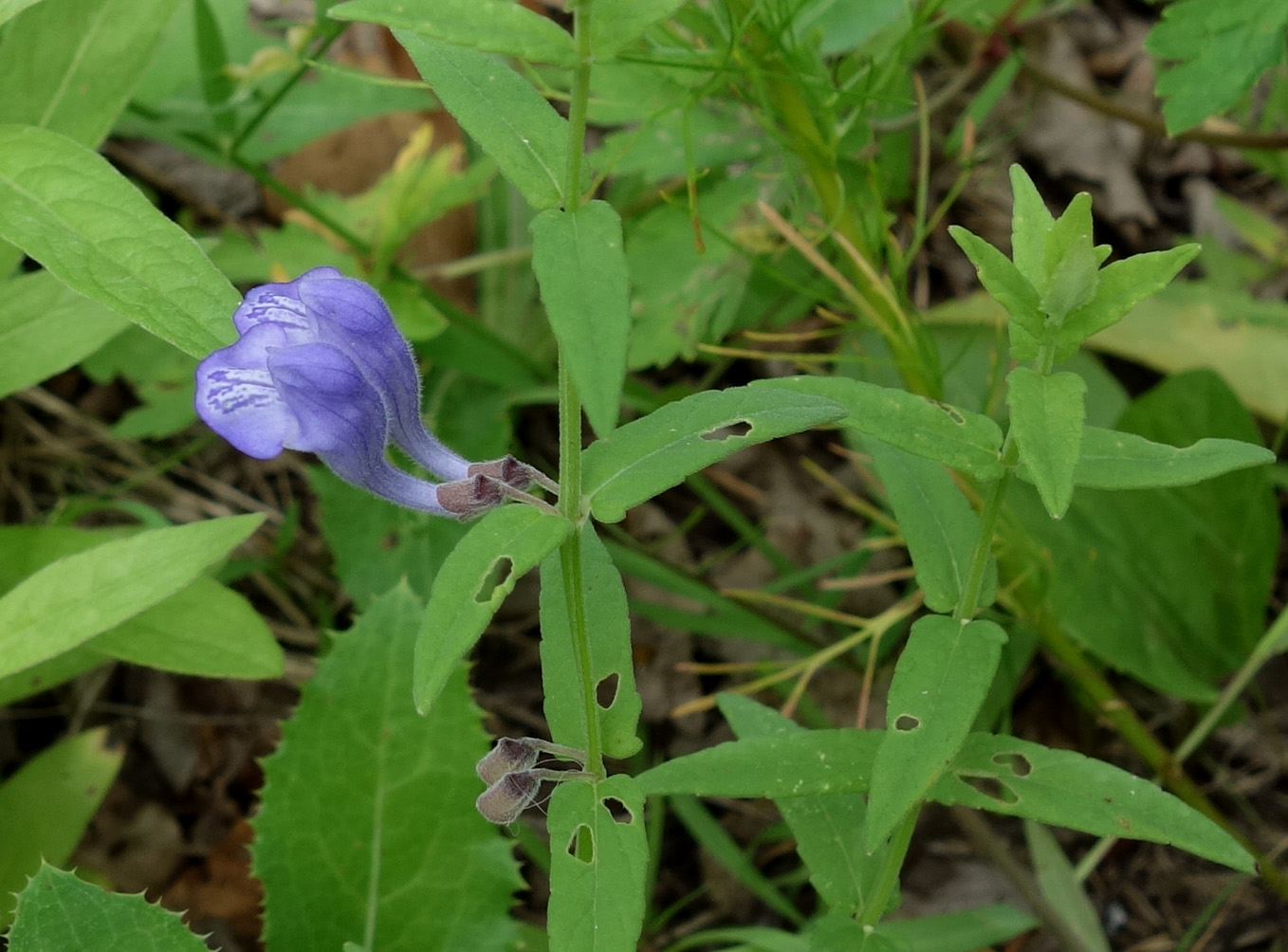 Image of Scutellaria galericulata specimen.