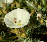 Convolvulus holosericeus