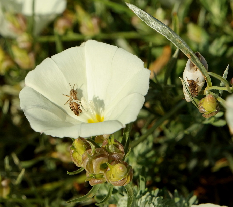 Image of Convolvulus holosericeus specimen.