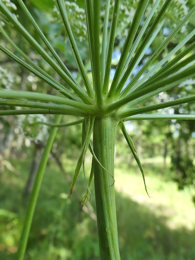 Image of Cervaria rivinii specimen.