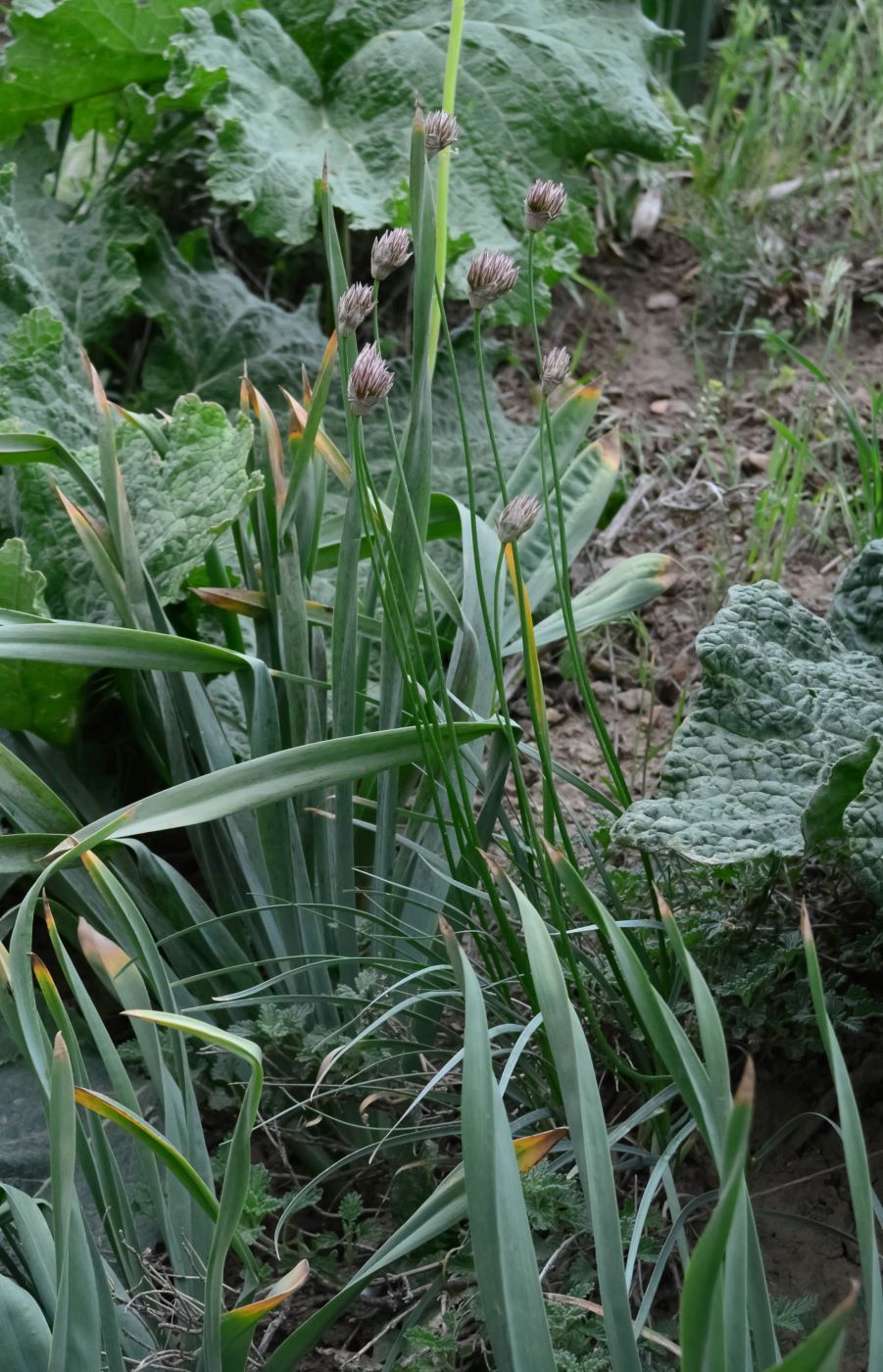 Image of Allium inconspicuum specimen.