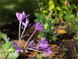 Colchicum autumnale. Отцветающие растения. Санкт-Петербург, Петергоф, парк \"Александрия\", сад Фермерского дворца, цветник. 05.10.2019.