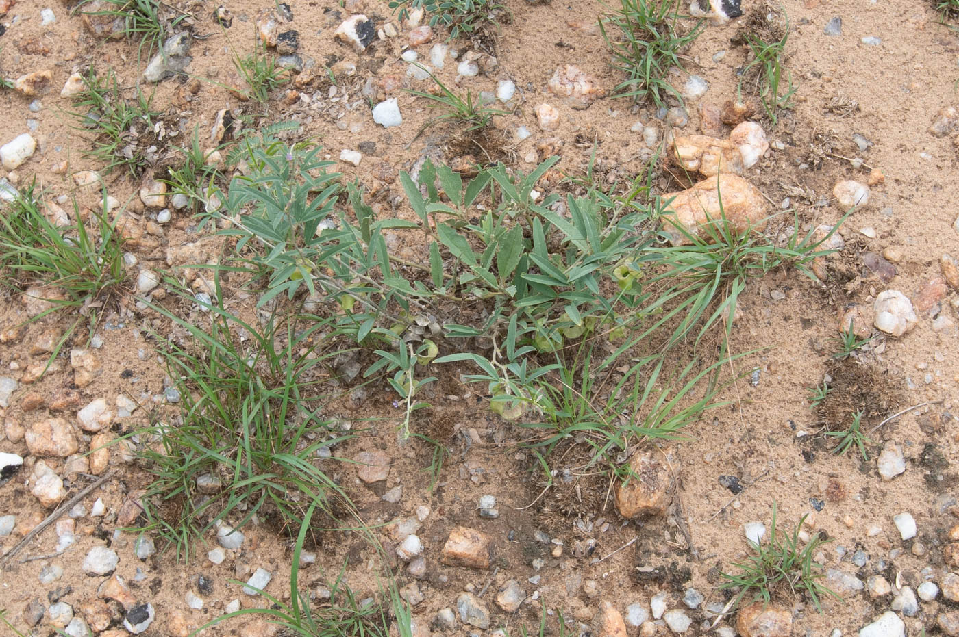 Image of Ptycholobium biflorum specimen.