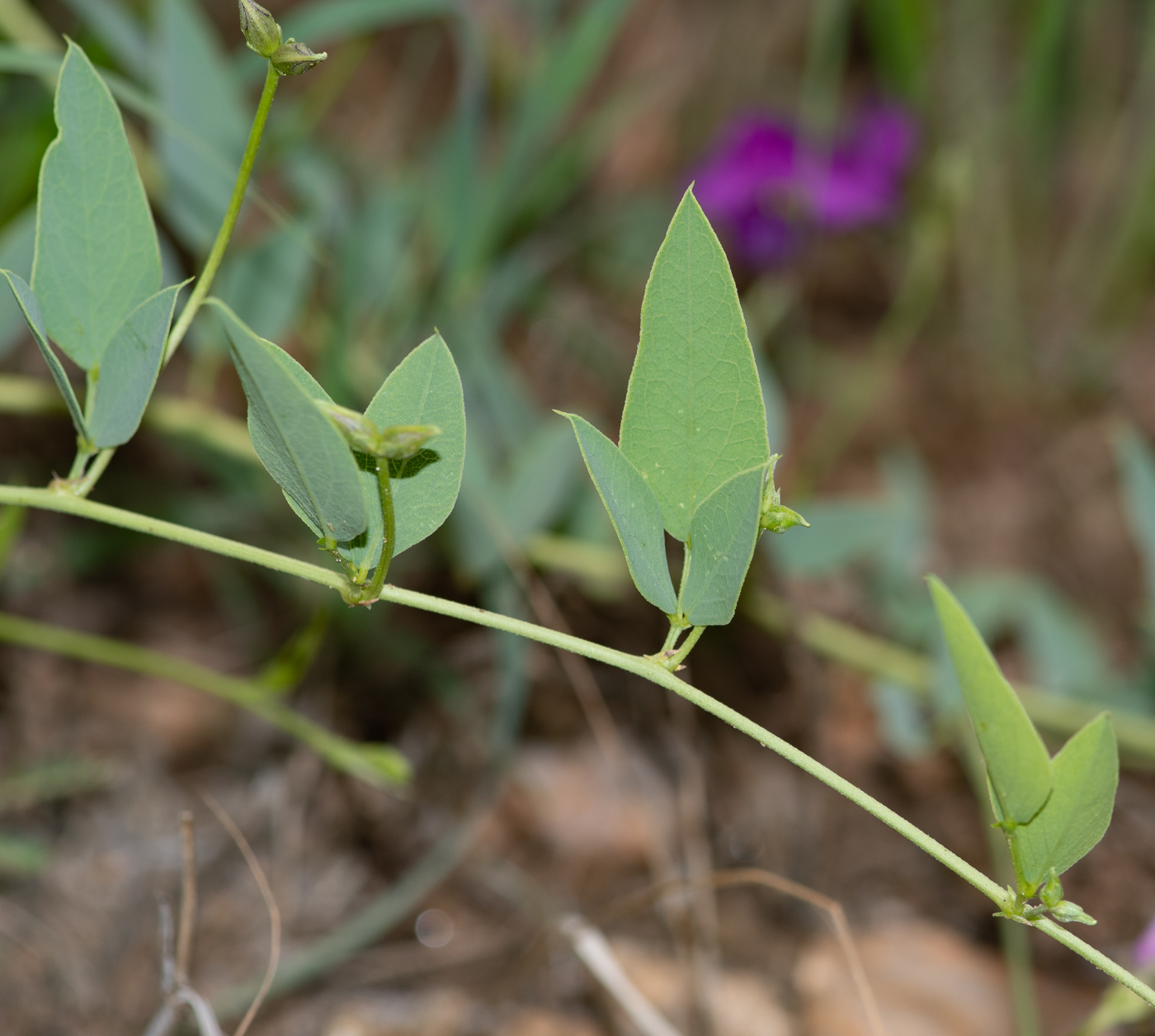 Image of Otoptera burchellii specimen.