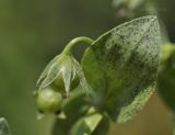 Anagallis arvensis. Часть побега с незрелым плодом. Крым, г. Симферополь, ботанический сад университета, сорное(?) на клумбе. 27.08.2020.