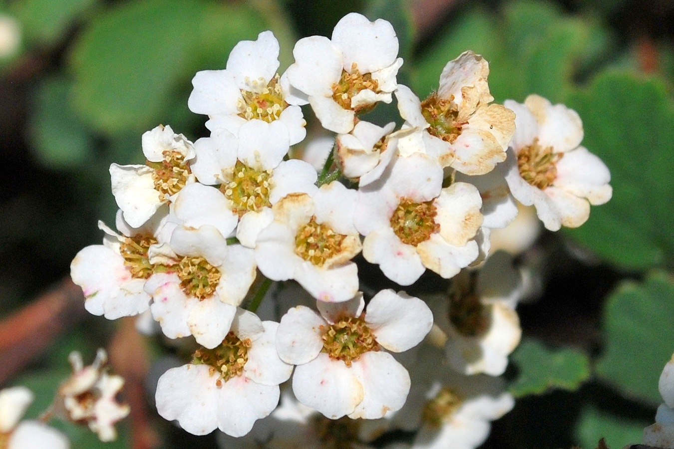 Image of Spiraea pilosa specimen.