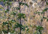 Echinops sphaerocephalus. Средние части побегов. Санкт-Петербург, Адмиралтейский р-н, остров Новая Голландия, в культуре. 08.09.2020.