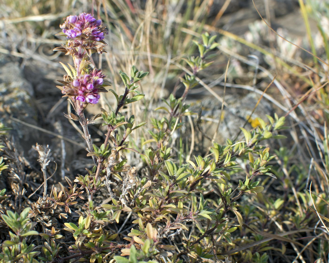 Изображение особи Thymus punctulosus.