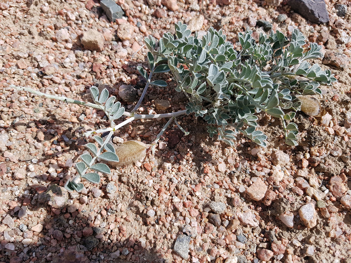 Изображение особи Astragalus ferganensis.