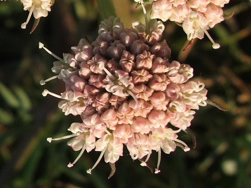 Image of Seseli lehmannii specimen.