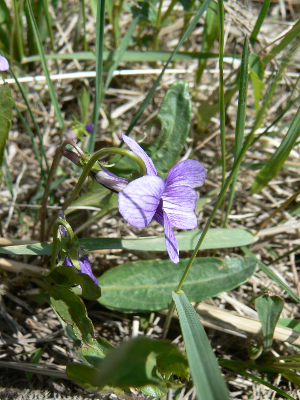 Изображение особи род Viola.