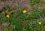 Potentilla anserina