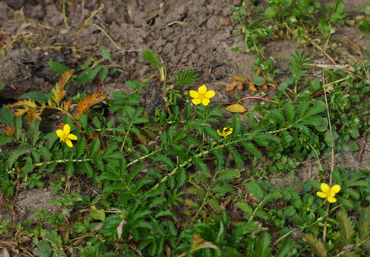 Изображение особи Potentilla anserina.