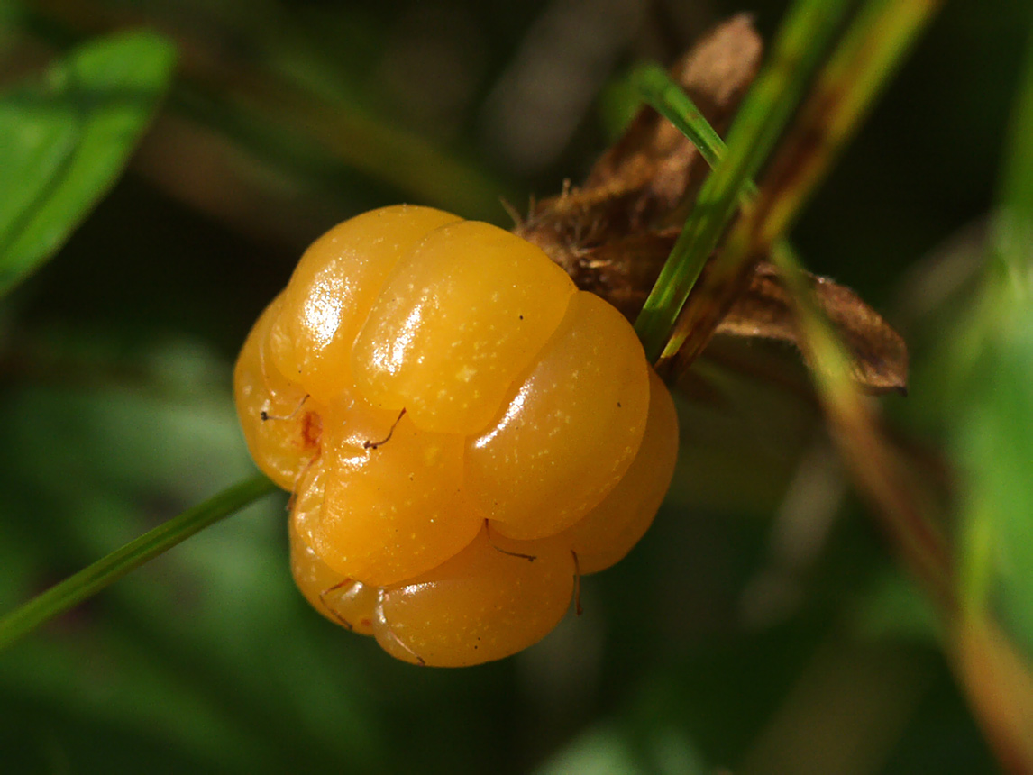 Изображение особи Rubus chamaemorus.