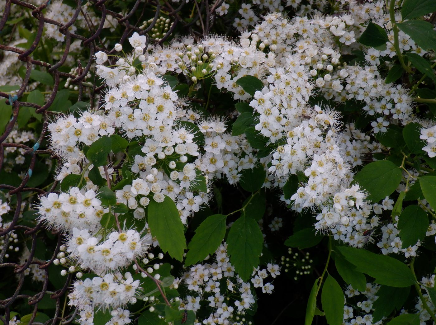 Изображение особи род Spiraea.