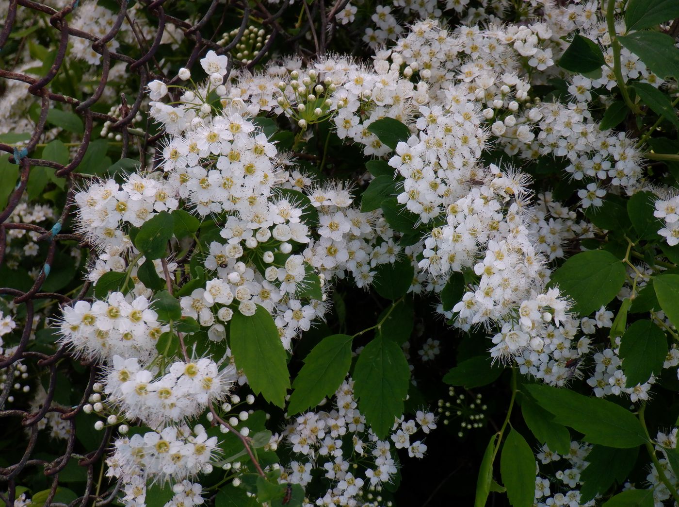 Изображение особи Spiraea crenata.