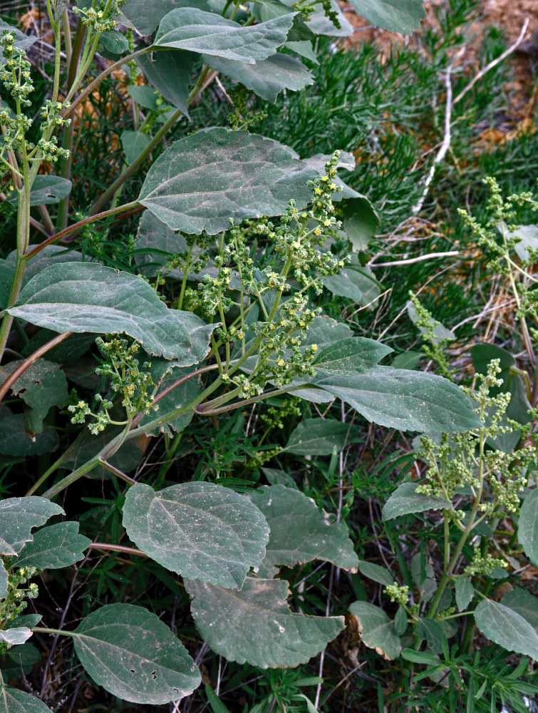 Image of Cyclachaena xanthiifolia specimen.