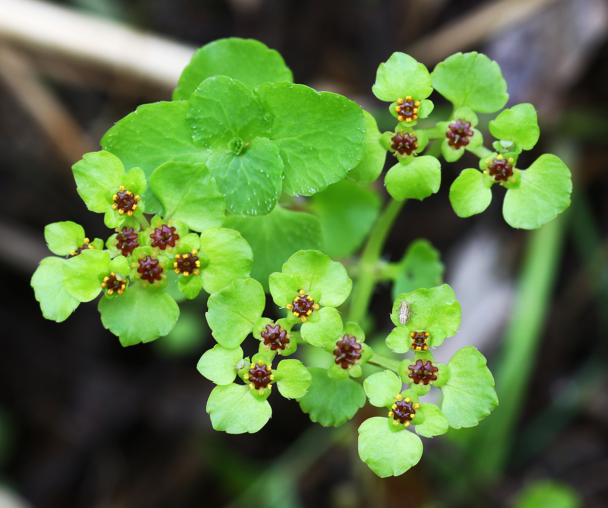 Image of Chrysosplenium ramosum specimen.