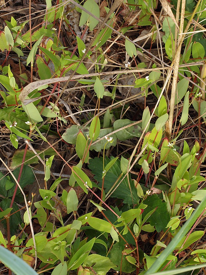 Image of Truellum sieboldii specimen.
