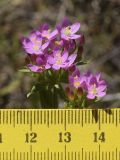 genus Centaurium