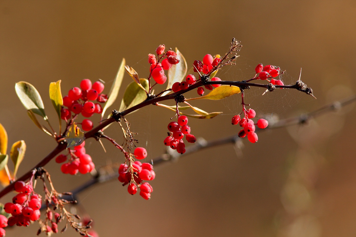 Изображение особи Berberis nummularia.