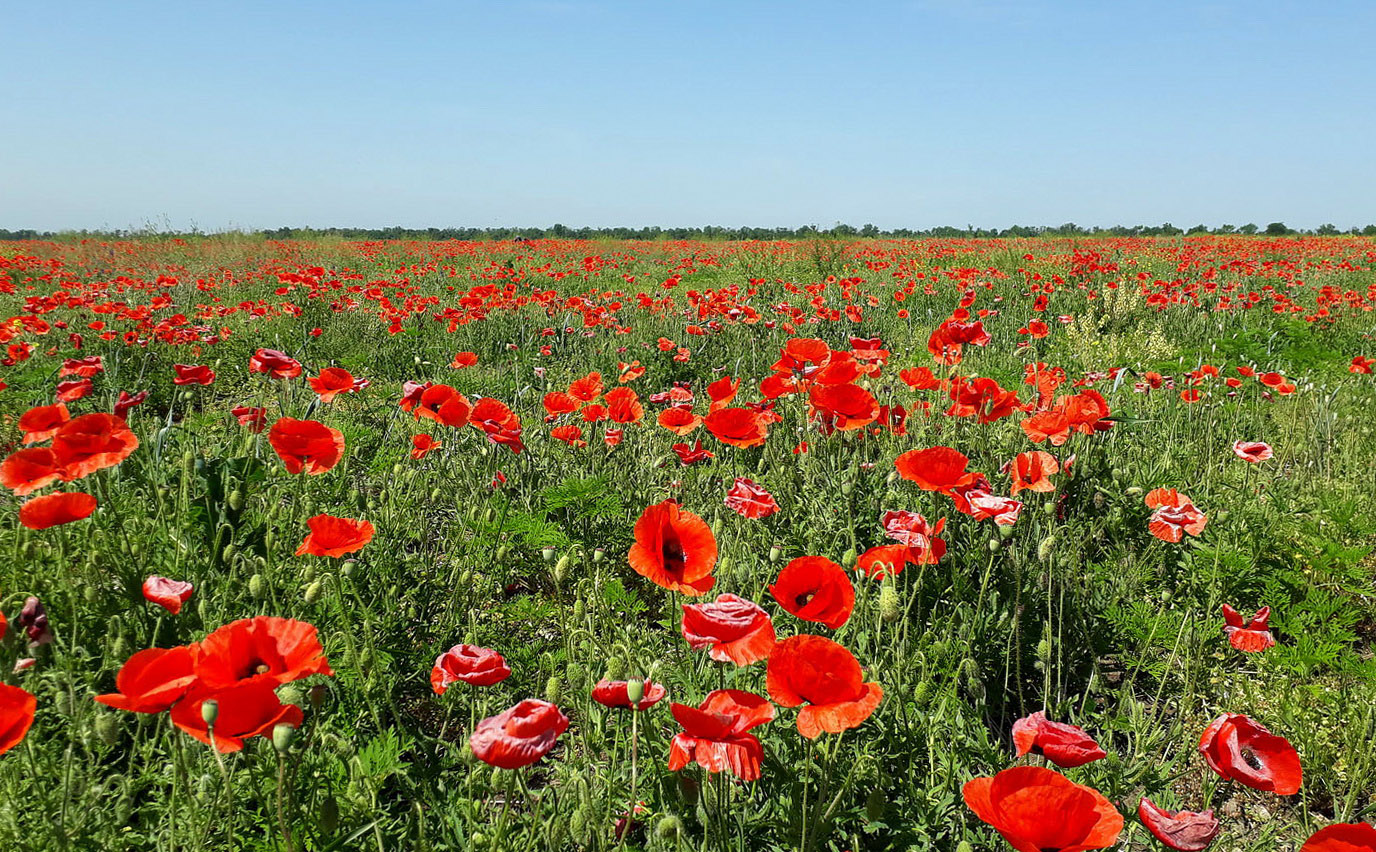 Изображение особи Papaver rhoeas.