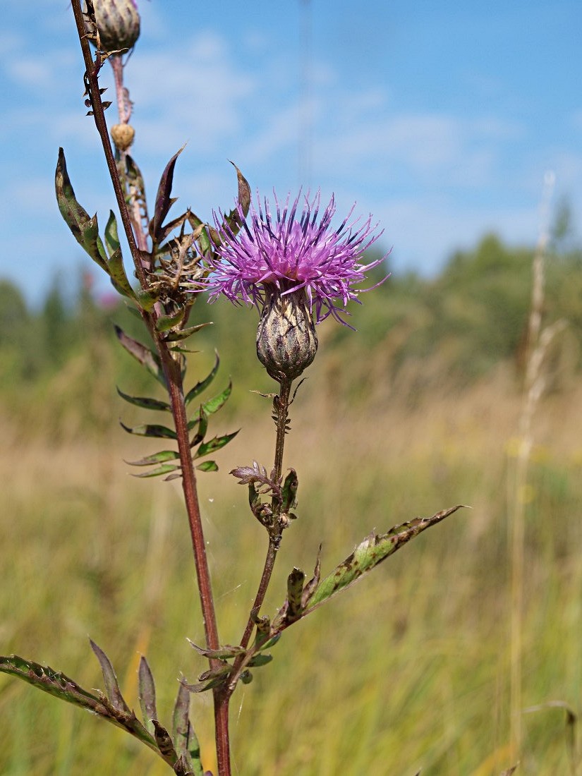 Image of Serratula coronata specimen.