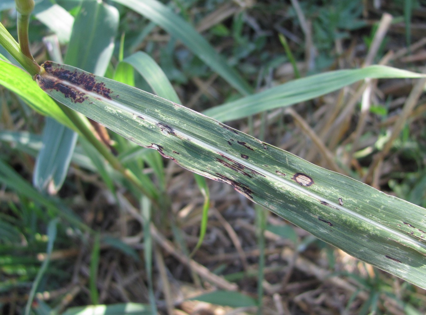 Image of Sorghum halepense specimen.