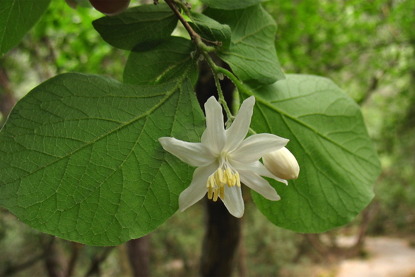 Image of Styrax officinalis specimen.