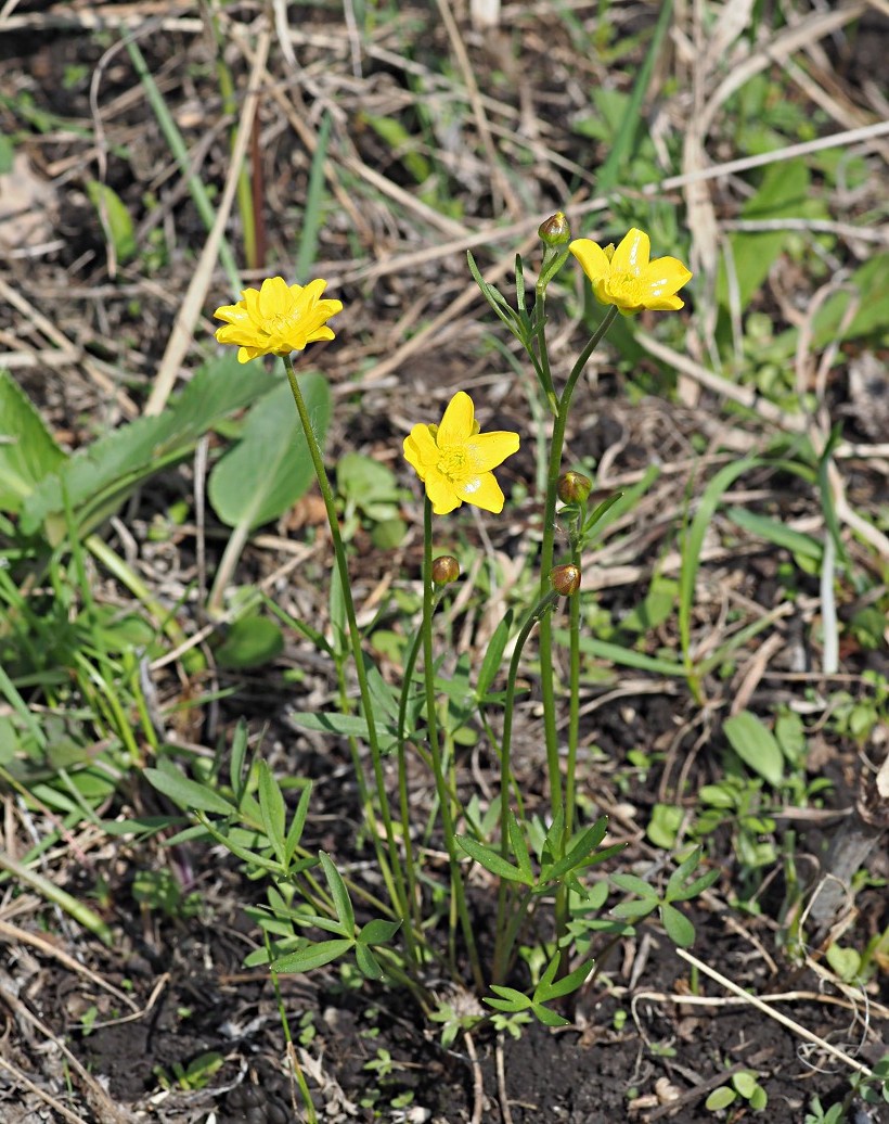 Image of Ranunculus pedatus specimen.