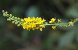 Agrimonia viscidula