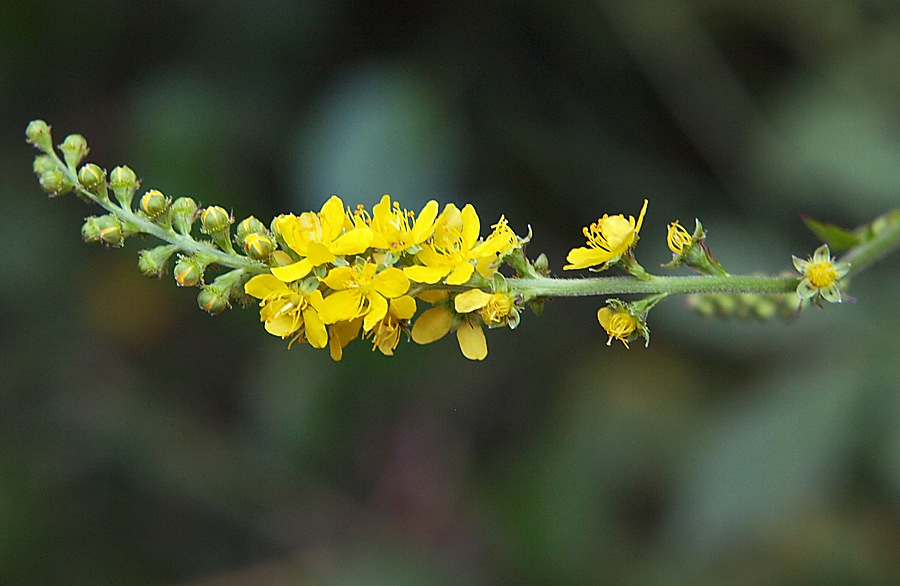Image of Agrimonia viscidula specimen.