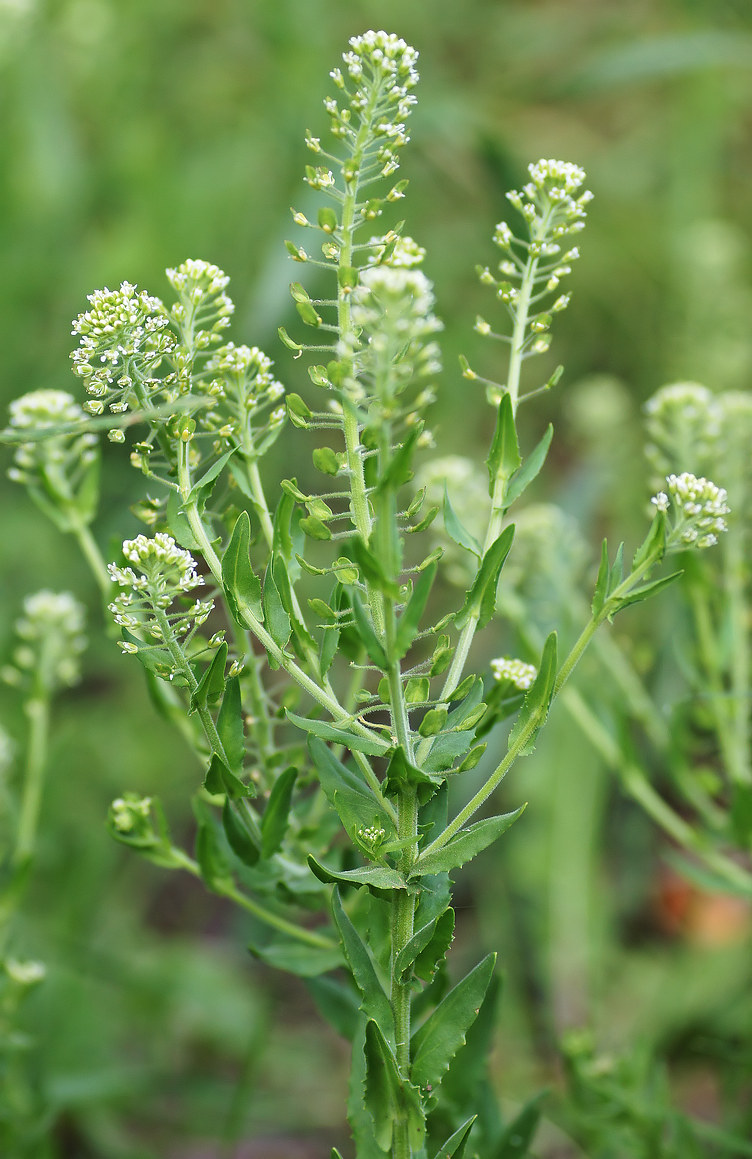 Изображение особи Lepidium campestre.