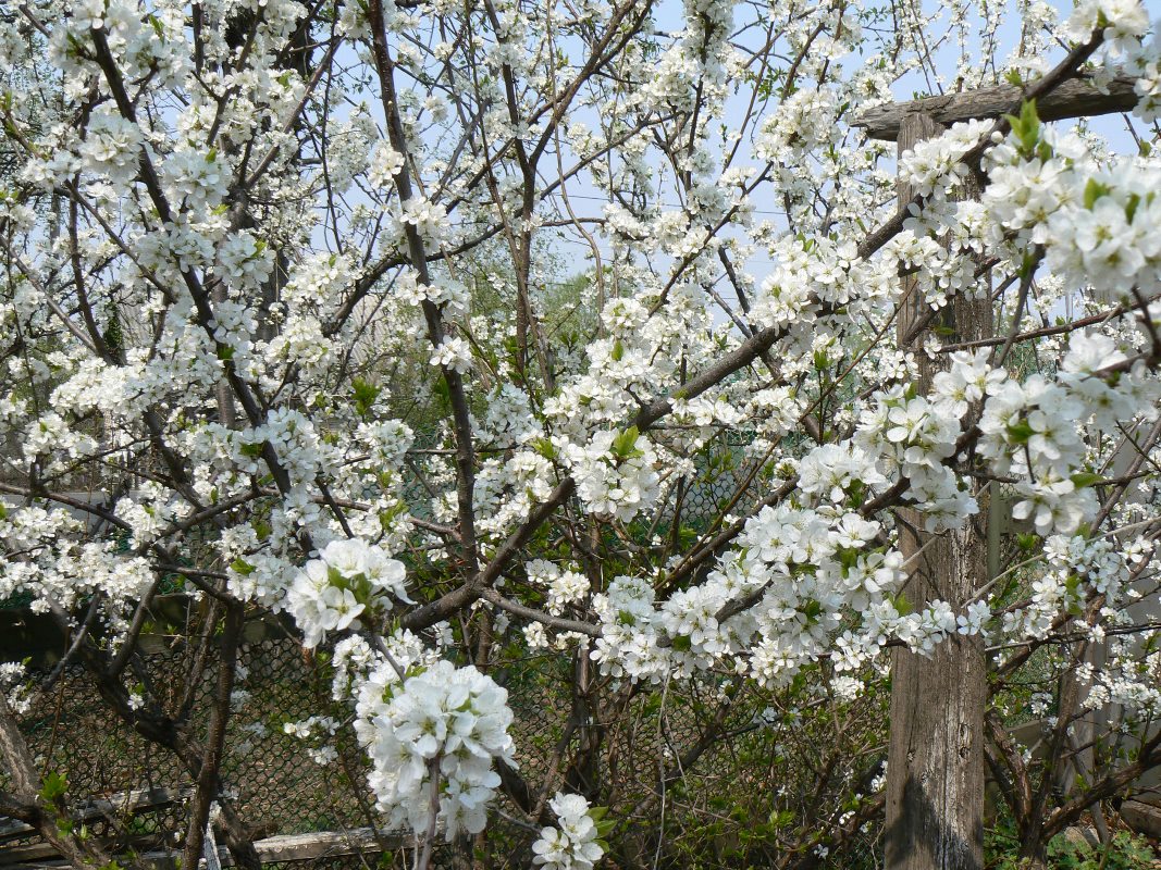 Image of Prunus domestica specimen.