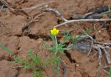 genus Ceratocephala. Цветущее растение. Калмыкия, Яшкульский р-н, окр. пос. Яшкуль, сухая степь, участок оголённой почвы с разреженной растительностью. 18.04.2021.