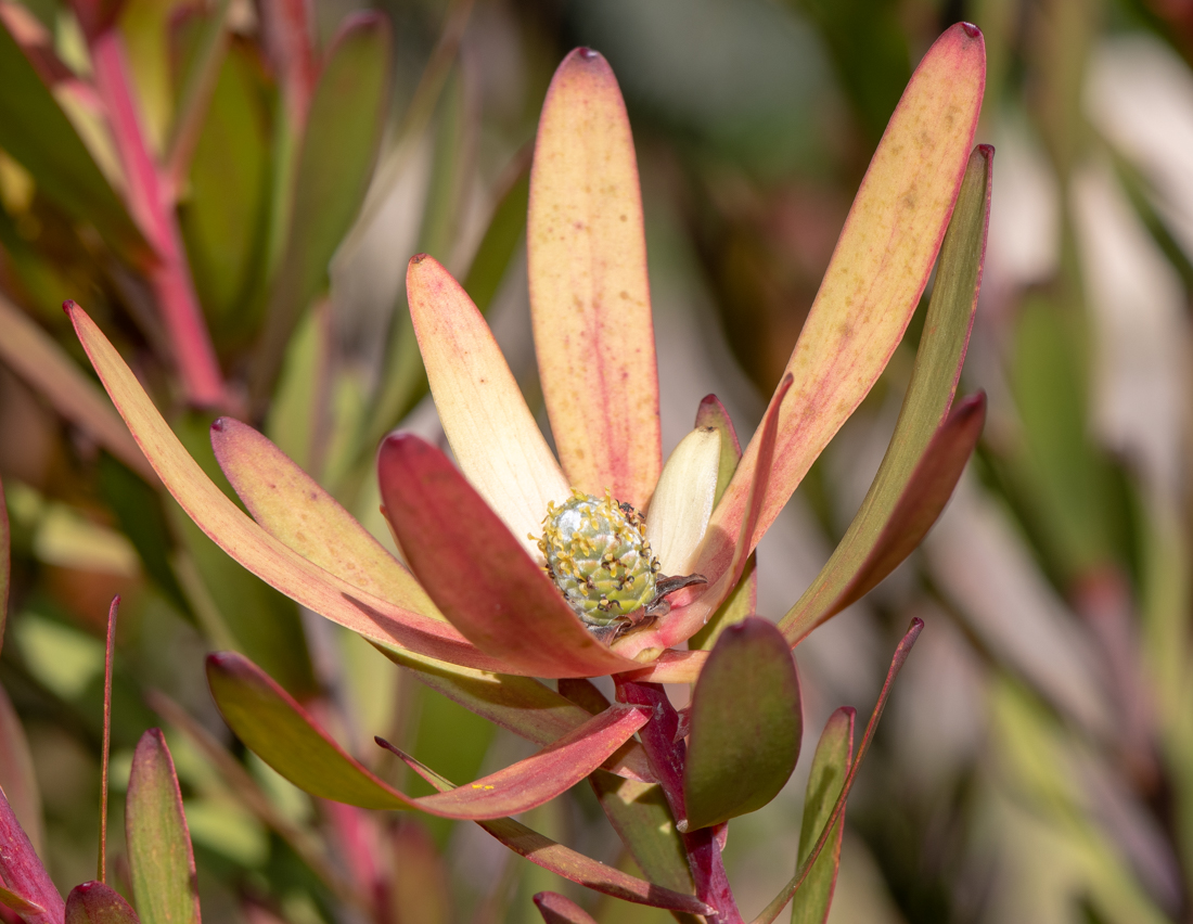 Изображение особи род Leucadendron.